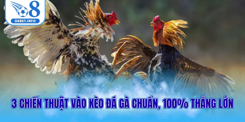 Đá Gà Cựa Sắt Là Gì? Cách Vào Kèo Chuẩn Với 3 Mẹo Đơn Giản 3 3 chiến thuật vào kèo đá gà chuẩn, 100% thắng lớn