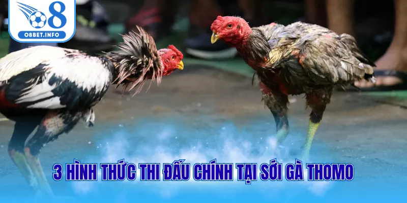 3 hình thức thi đấu chính tại sới gà Thomo
