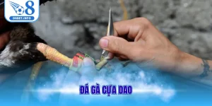 Đá gà cựa dao