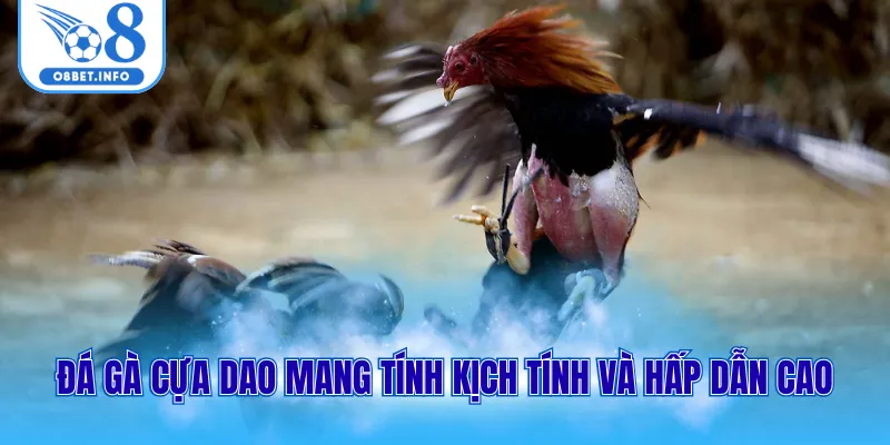 Đá gà cựa dao mang tính kịch tính và hấp dẫn cao