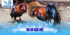 Đá gà cựa sắt