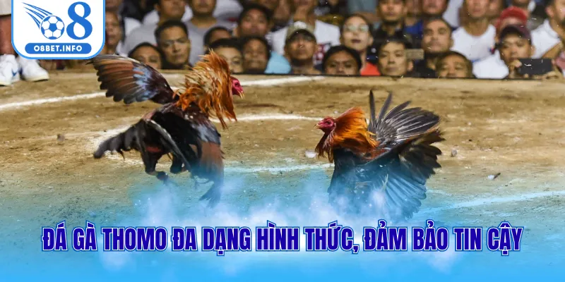 Đá gà Thomo đa dạng hình thức, đảm bảo tin cậy