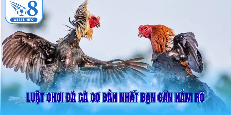 Đá Gà Cựa Sắt Là Gì? Cách Vào Kèo Chuẩn Với 3 Mẹo Đơn Giản 2 Luật chơi đá gà cơ bản nhất bạn cần nắm rõ